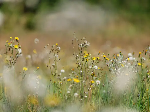 Természetes Rét Nyáron Virágok Virágzó Elmosódott Háttér — Stock Fotó
