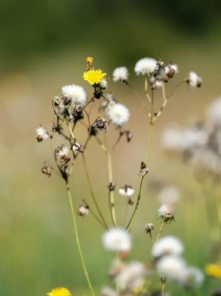 Yazın Çiçek Açan Arka Planda Bulanıklık Olan Doğal Çayır — Stok fotoğraf