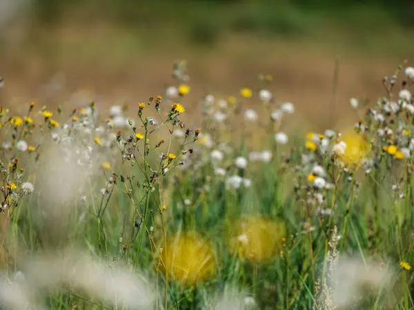 Prado Natural Verão Com Flores Florescendo Fundo Borrão — Fotografia de Stock