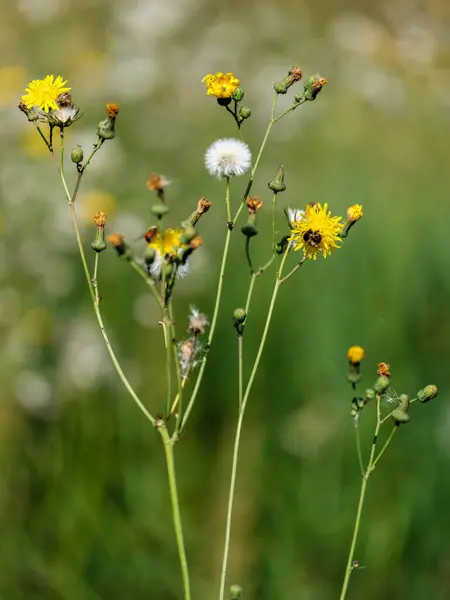 Natural Meadow Summer Flowers Blooming Blur Background — Stock Photo, Image