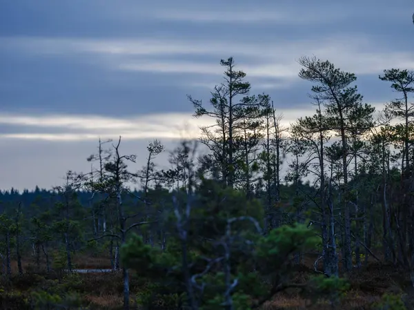 Tmavý Západ Slunce Nad Bažinatou Krajinou Siluetami Stromů Bouřkovými Mraky — Stock fotografie
