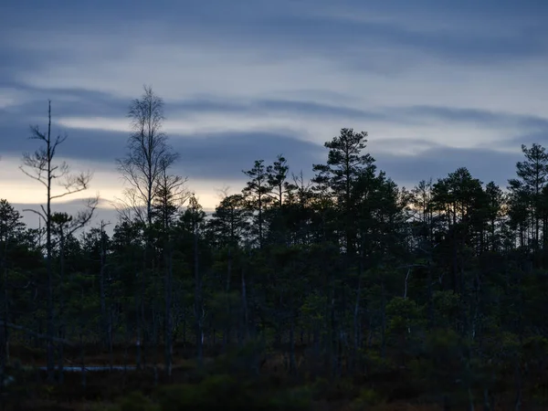 Atardecer Oscuro Sobre Paisaje Pantanoso Con Siluetas Árboles Nubes Tormenta — Foto de Stock