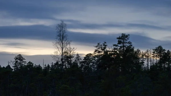 Tmavý Západ Slunce Nad Bažinatou Krajinou Siluetami Stromů Bouřkovými Mraky — Stock fotografie
