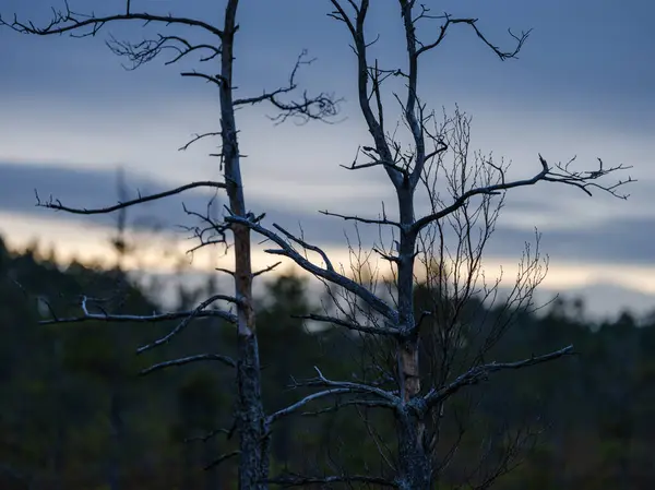 Bataklık manzarası üzerinde, ağaç siluetleri ve fırtına bulutlarıyla karanlık gün batımı.