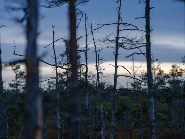Bataklık manzarası üzerinde, ağaç siluetleri ve fırtına bulutlarıyla karanlık gün batımı.
