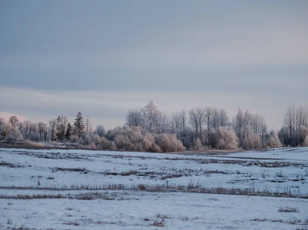 Besneeuwde Velden Met Bevroren Planten Dierenpaden Koude Winterdag — Stockfoto