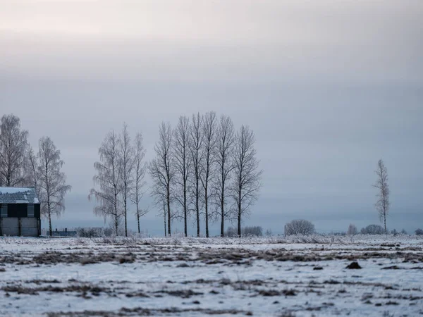 Soğuk Kış Günlerinde Karla Kaplı Tarlalar Donmuş Bitkiler Hayvan Izleri — Stok fotoğraf