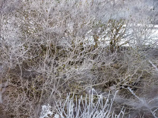Zasněžená Pole Zamrzlými Rostlinami Zvířecími Stezkami Chladném Zimním Dni — Stock fotografie