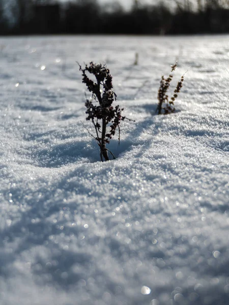 Schneebedeckte Felder Mit Gefrorenen Pflanzen Und Tierspuren Kalten Wintertagen — Stockfoto