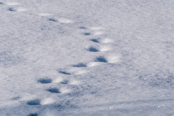 Hófödte Mezők Fagyasztott Növényekkel Állati Nyomvonalakkal Hideg Téli Napokon — Stock Fotó