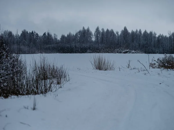 寒い冬の日に凍った植物や動物の足跡で覆われた雪 — ストック写真