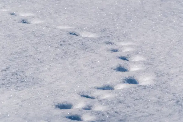 寒い冬の日に凍った植物や動物の足跡で覆われた雪 — ストック写真