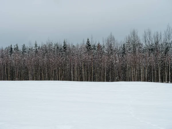 Campos Cobertos Neve Com Plantas Congeladas Trilhas Animais Dia Frio — Fotografia de Stock