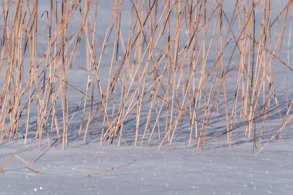 Snötäckta Fält Med Frusna Växter Och Djurspår Kalla Vinterdagar — Stockfoto