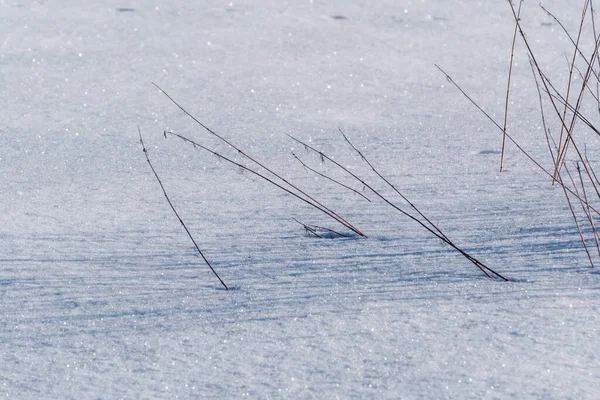 Pokryte Śniegiem Pola Zamarzniętych Roślin Szlaków Zwierzęcych Chłodny Zimowy Dzień — Zdjęcie stockowe