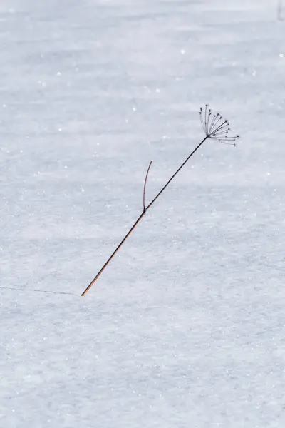 Zasněžená Pole Zamrzlými Rostlinami Zvířecími Stezkami Chladném Zimním Dni — Stock fotografie