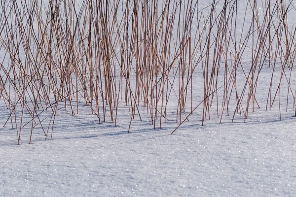 Campos Cobertos Neve Com Plantas Congeladas Trilhas Animais Dia Frio — Fotografia de Stock