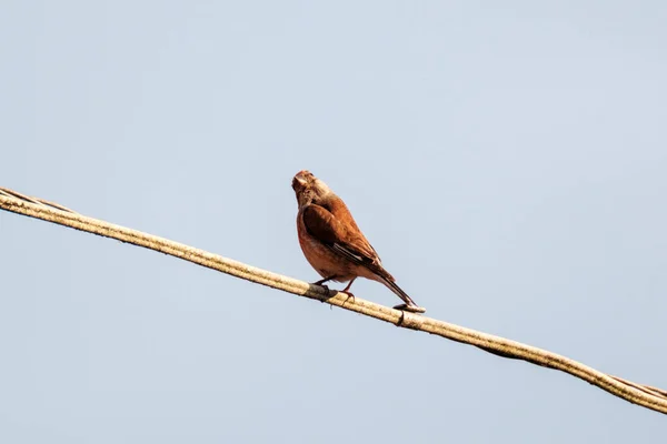 Ptak Siedzący Drucie Lub Dachu Niebieskim Tle Nieba — Zdjęcie stockowe