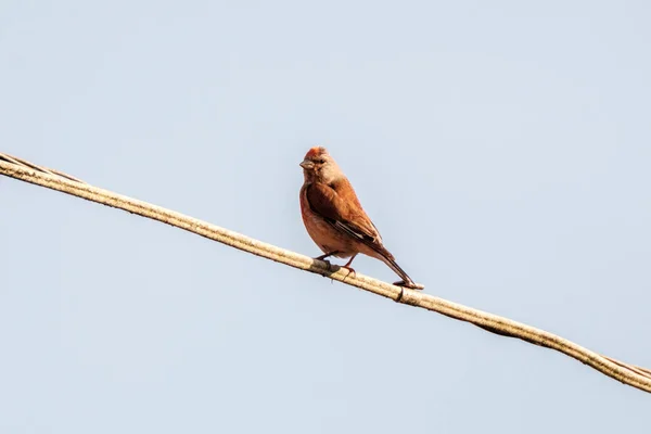 青い空の背景を持つワイヤーか屋上に座っている鳥 — ストック写真