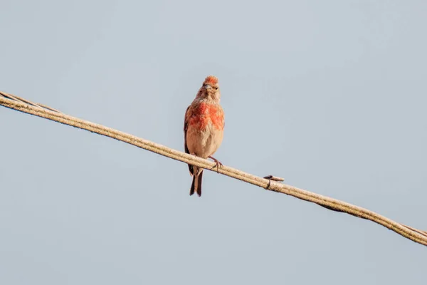 青い空の背景を持つワイヤーか屋上に座っている鳥 — ストック写真