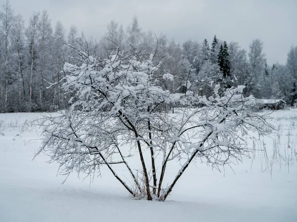 Campos Cubiertos Nieve Con Plantas Congeladas Senderos Animales Frío Día —  Fotos de Stock