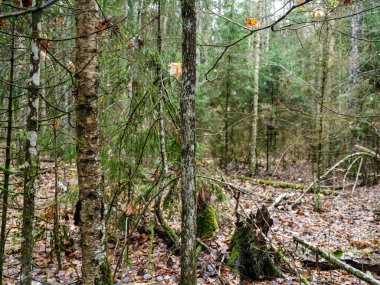 Islak sonbaharda karanlık ve kasvetli orman detayları. desenli arkaplanlar