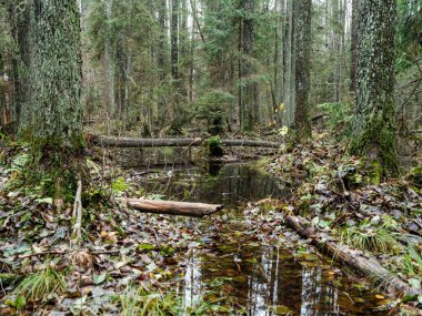 Islak sonbaharda karanlık ve kasvetli orman detayları. desenli arkaplanlar