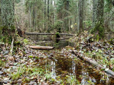 Islak sonbaharda karanlık ve kasvetli orman detayları. desenli arkaplanlar