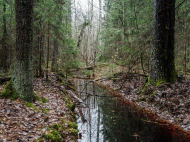 Islak sonbaharda karanlık ve kasvetli orman detayları. desenli arkaplanlar