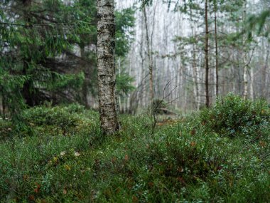 Islak sonbaharda karanlık ve kasvetli orman detayları. desenli arkaplanlar