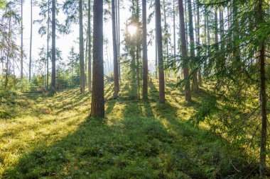Islak sonbaharda karanlık ve kasvetli orman detayları. desenli arkaplanlar
