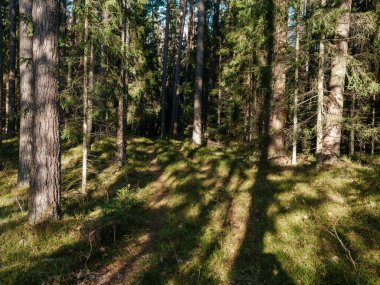 Islak sonbaharda karanlık ve kasvetli orman detayları. desenli arkaplanlar