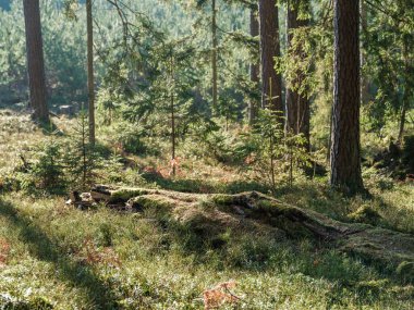 Islak sonbaharda karanlık ve kasvetli orman detayları. desenli arkaplanlar