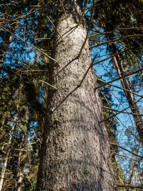 Islak sonbaharda karanlık ve kasvetli orman detayları. desenli arkaplanlar