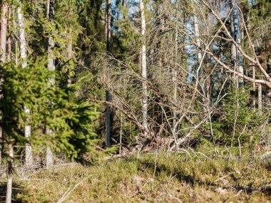 Islak sonbaharda karanlık ve kasvetli orman detayları. desenli arkaplanlar