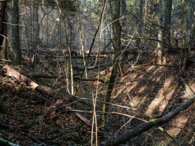 Islak sonbaharda karanlık ve kasvetli orman detayları. desenli arkaplanlar