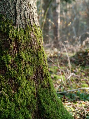 Islak sonbaharda karanlık ve kasvetli orman detayları. desenli arkaplanlar