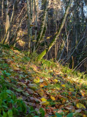 Islak sonbaharda karanlık ve kasvetli orman detayları. desenli arkaplanlar