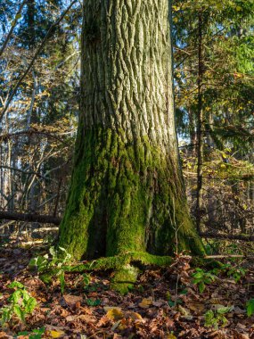 Islak sonbaharda karanlık ve kasvetli orman detayları. desenli arkaplanlar