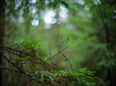 Islak sonbaharda karanlık ve kasvetli orman detayları. desenli arkaplanlar