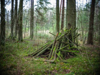 Islak sonbaharda karanlık ve kasvetli orman detayları. desenli arkaplanlar