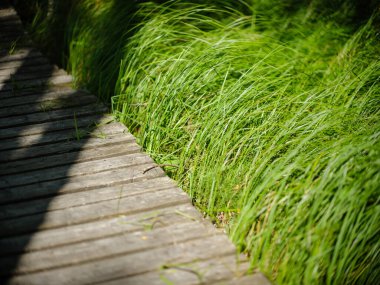 Letonya 'daki sonbahar ormanlarında altın ağaç yaprakları ve güneş ışınlarıyla turist yürüyüşü patikası