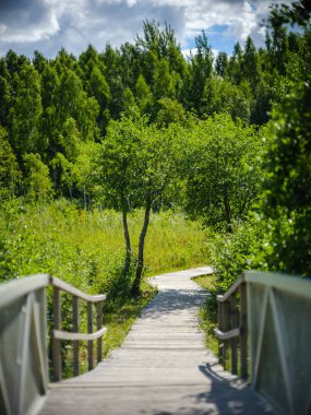 Letonya 'daki sonbahar ormanlarında altın ağaç yaprakları ve güneş ışınlarıyla turist yürüyüşü patikası
