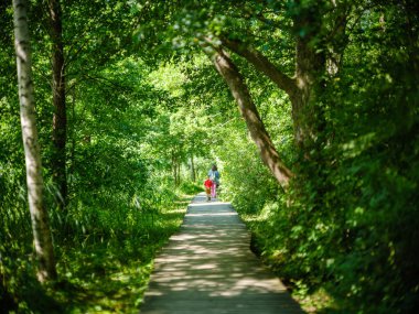 Letonya 'daki sonbahar ormanlarında altın ağaç yaprakları ve güneş ışınlarıyla turist yürüyüşü patikası