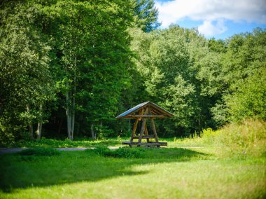 Letonya 'daki sonbahar ormanlarında altın ağaç yaprakları ve güneş ışınlarıyla turist yürüyüşü patikası