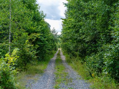 Islak sonbahar doğa ormanlarında dokuları olan yeşil sonbahar yaprakları.