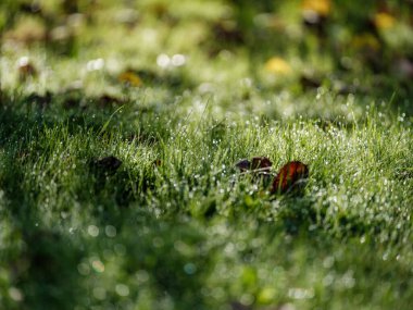 Islak sonbahar doğa ormanlarında dokuları olan yeşil sonbahar yaprakları.