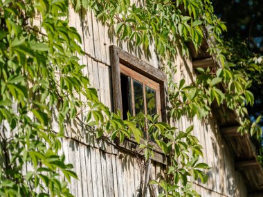 Islak sonbahar doğa ormanlarında dokuları olan yeşil sonbahar yaprakları.