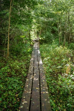 Letonya 'daki sonbahar ormanlarında altın ağaç yaprakları ve güneş ışınlarıyla turist yürüyüşü patikası