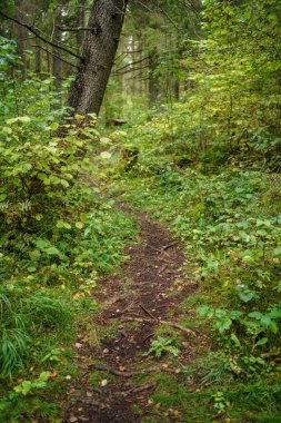 Letonya 'daki sonbahar ormanlarında altın ağaç yaprakları ve güneş ışınlarıyla turist yürüyüşü patikası